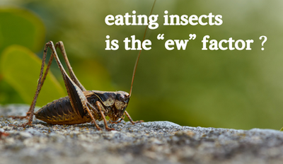 Eating bugs is no more "ew" matter. The Trends and benefits of Eating Insects (Bugs)